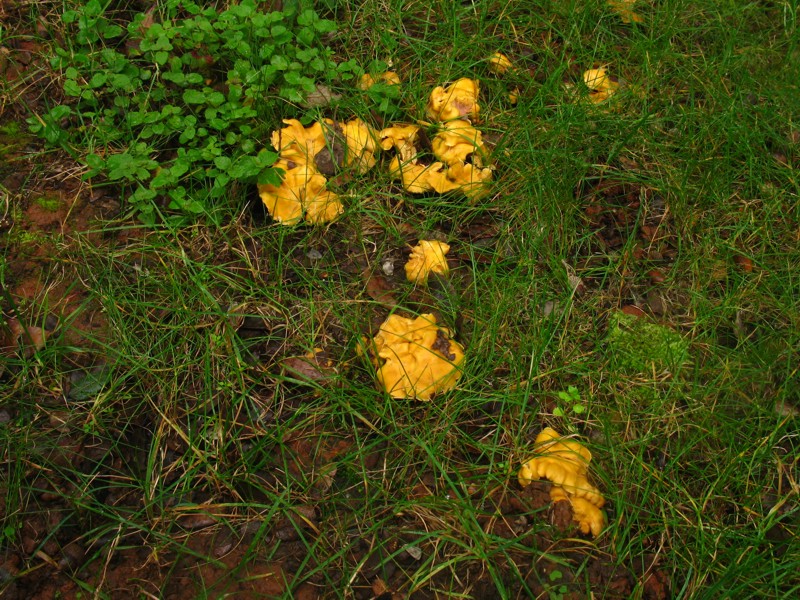 Cantharellus